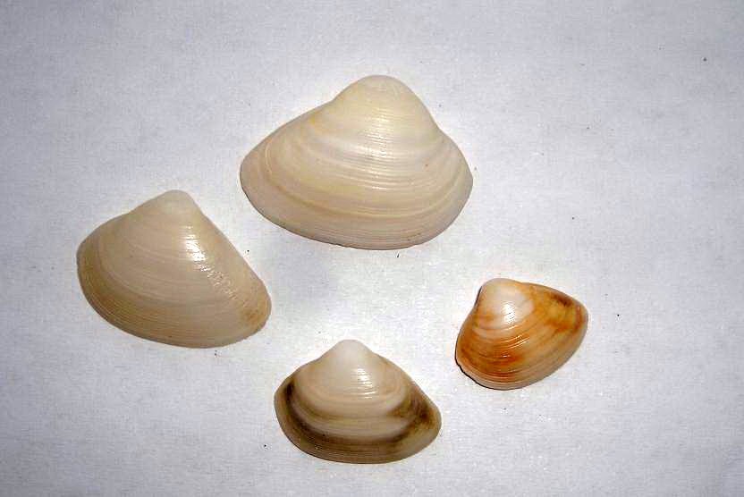 Variabilit� intraspecifica